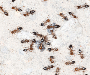 Ants on Crawl