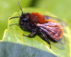 Mining Bee