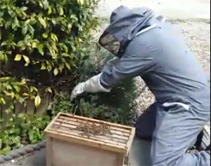 Bees Collected from  Bush