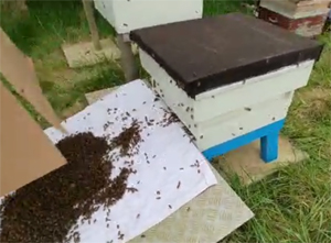 Bees Introduces to a Hive