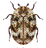 Carpet Beetle