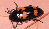 Fungus Beetle