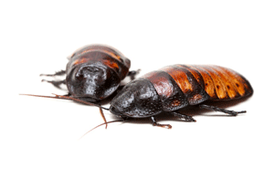 Cockroaches