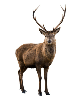 Deer Stag