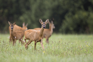 Deer Herd