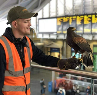 Falcon in Station