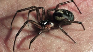 False Widow Spider