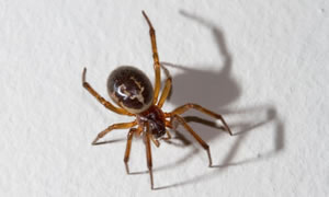 False Widow Spider