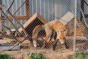 Fox in Hen Pen