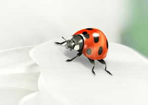 Ladybird