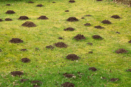 Mole Mounds