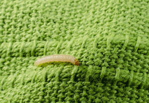 Moth on Carpet