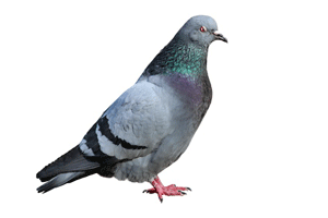 Pigeon