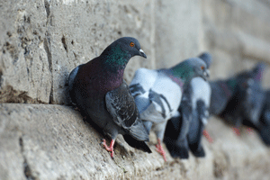 Pigeons