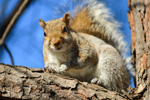 Squirrel