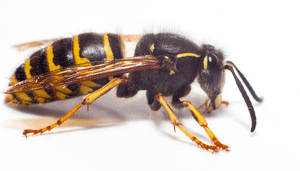 Wasp