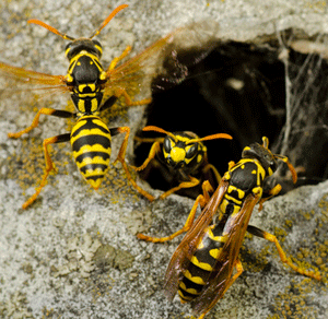 Wasp