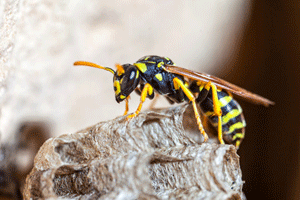 Wasp