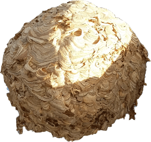 Wasp Nest