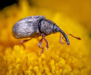 Weevil